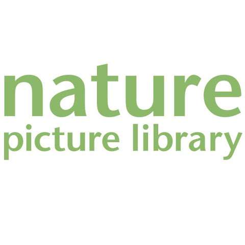 Nature Picture Library photo
